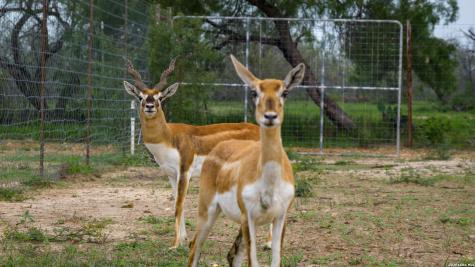 5797 Fm 3408 Cotulla TX 78014