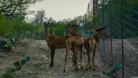 5797 Fm 3408 Cotulla TX 78014