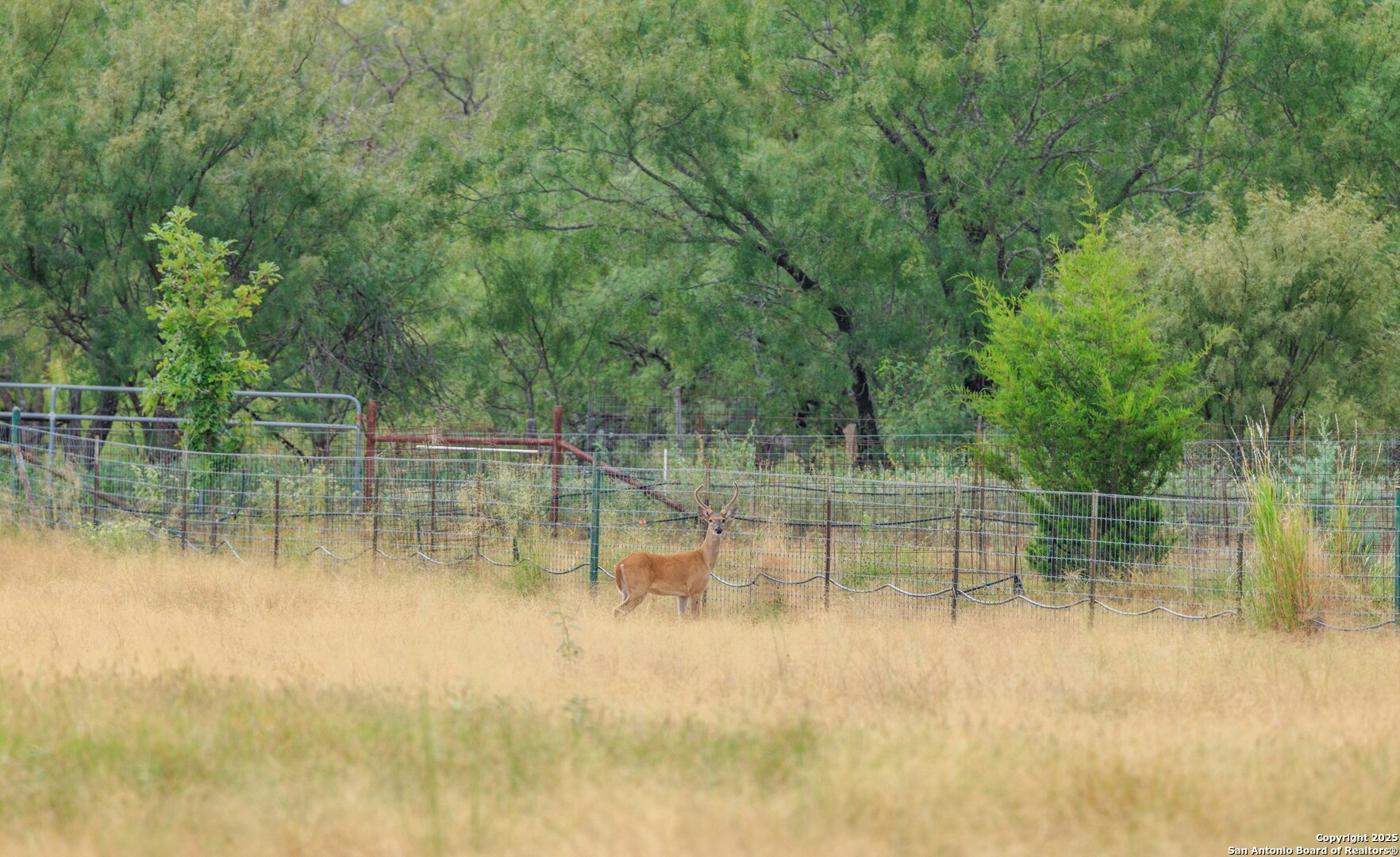 1080 S Eagle Street Fredericksburg TX 78624