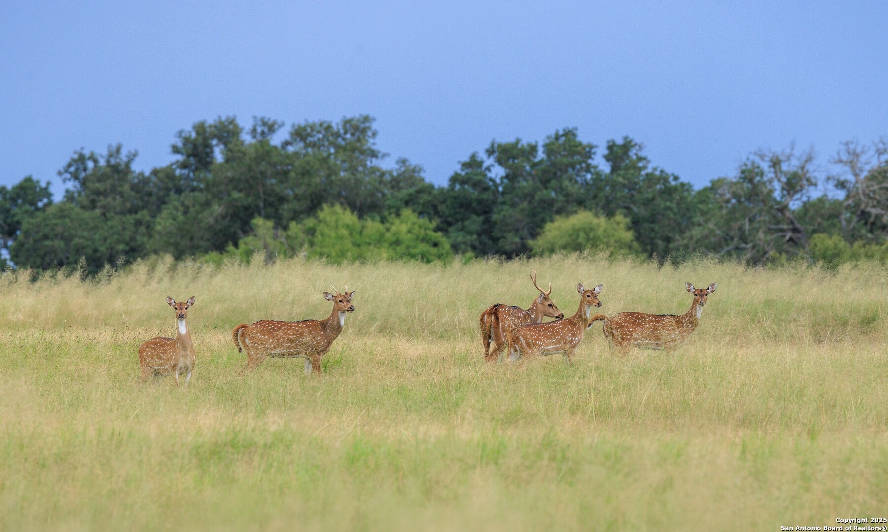 1080 S Eagle Street Fredericksburg TX 78624