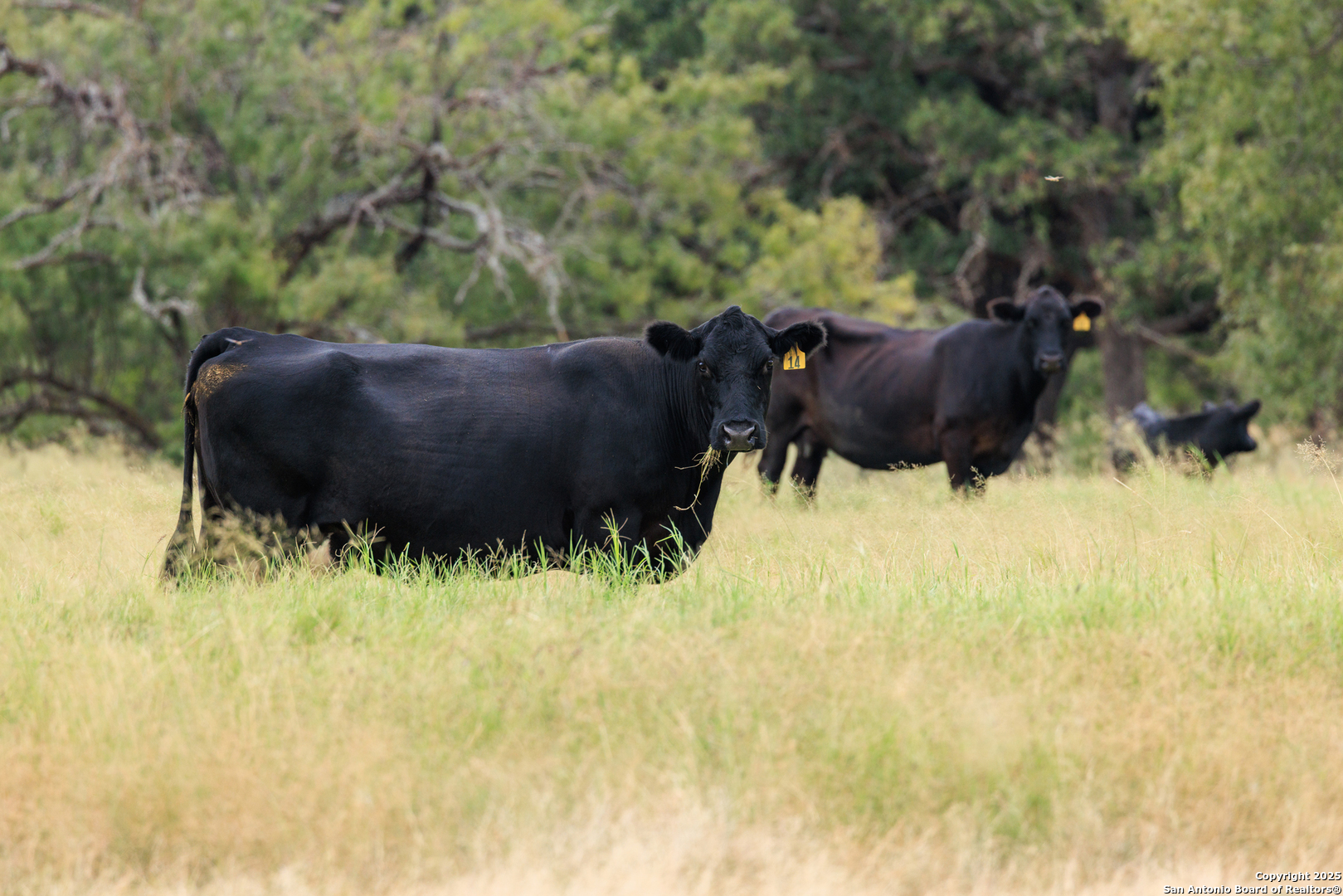 1080 S Eagle Street Fredericksburg TX 78624