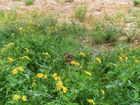 185 Acres Fm 3351 N Boerne TX 78006