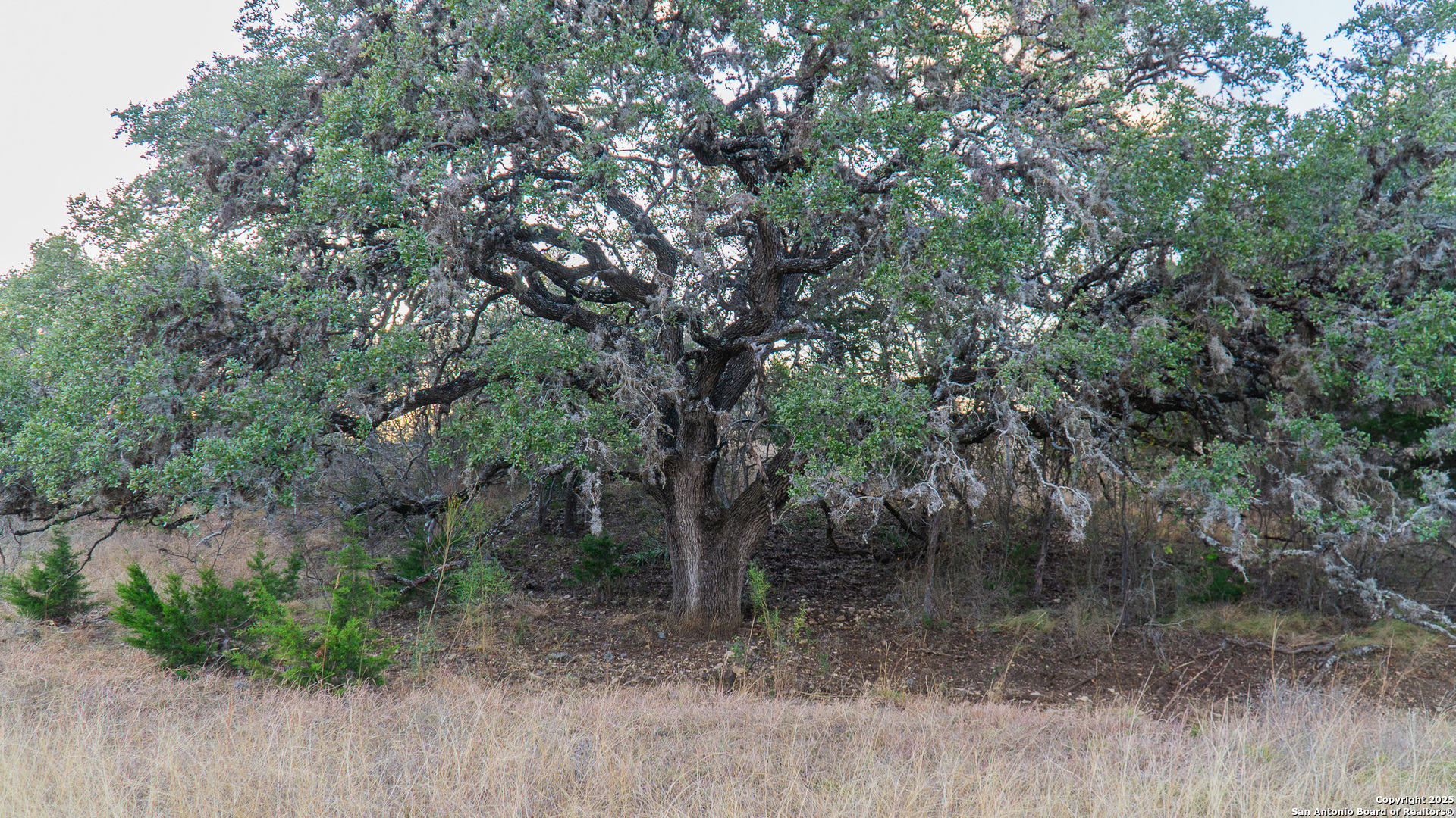 1593 County Road 354 Utopia TX 78884