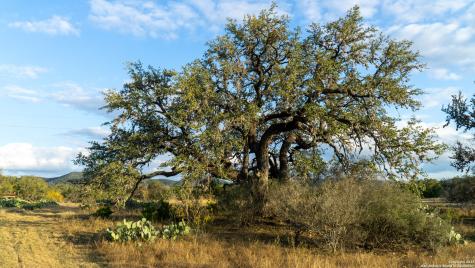 1593 County Road 354 Utopia TX 78884