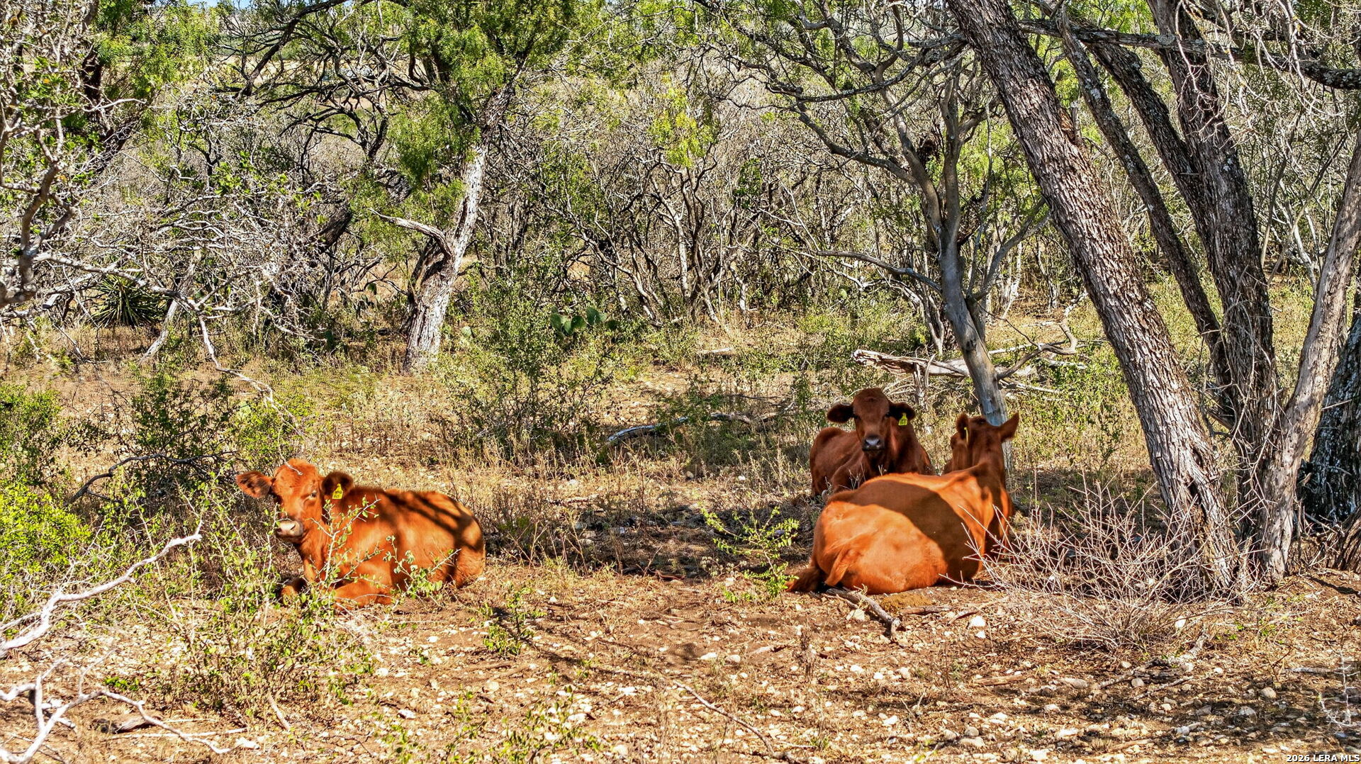 Tbd County Road 4514 Devine TX 78016