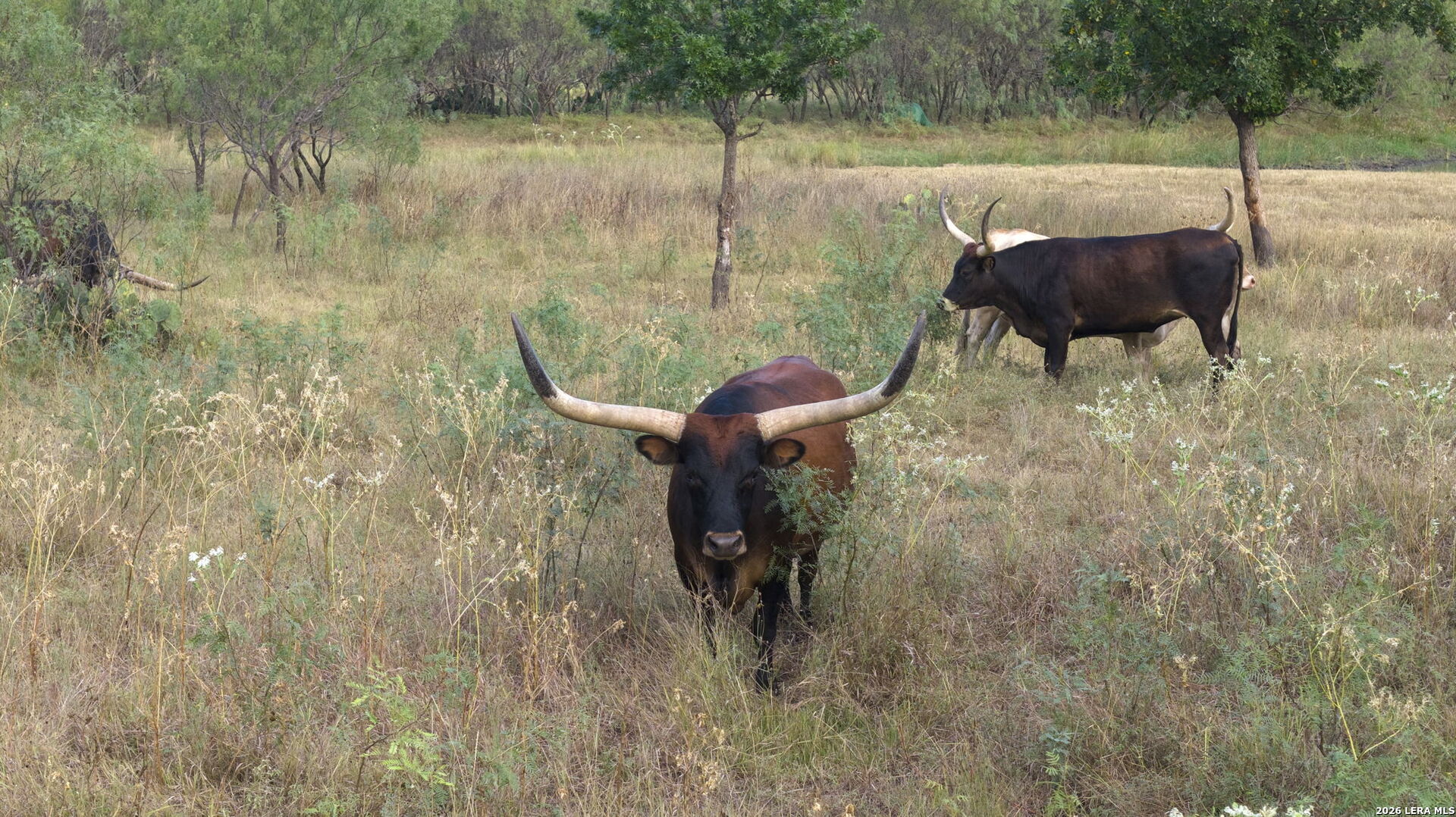 7914 S State Highway 16 Fredericksburg TX 78624