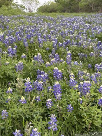 1912 Seminole Trail Dale TX 78616