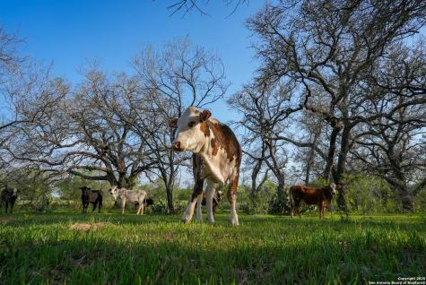Tbd County Road 404 Floresville TX 78114