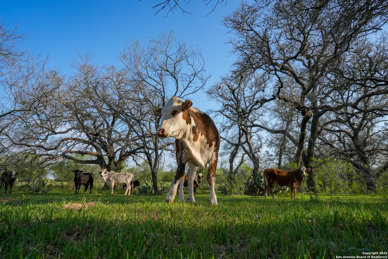 Tbd County Road 404 Floresville TX 78114