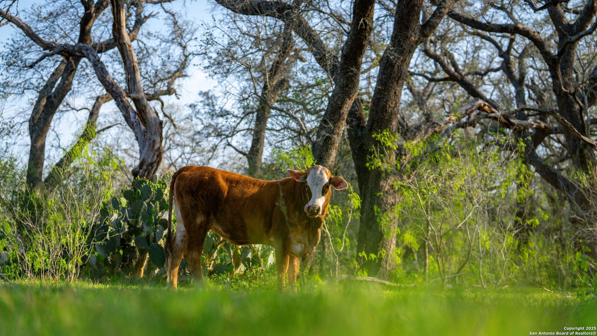 Tbd County Road 404 Floresville TX 78114