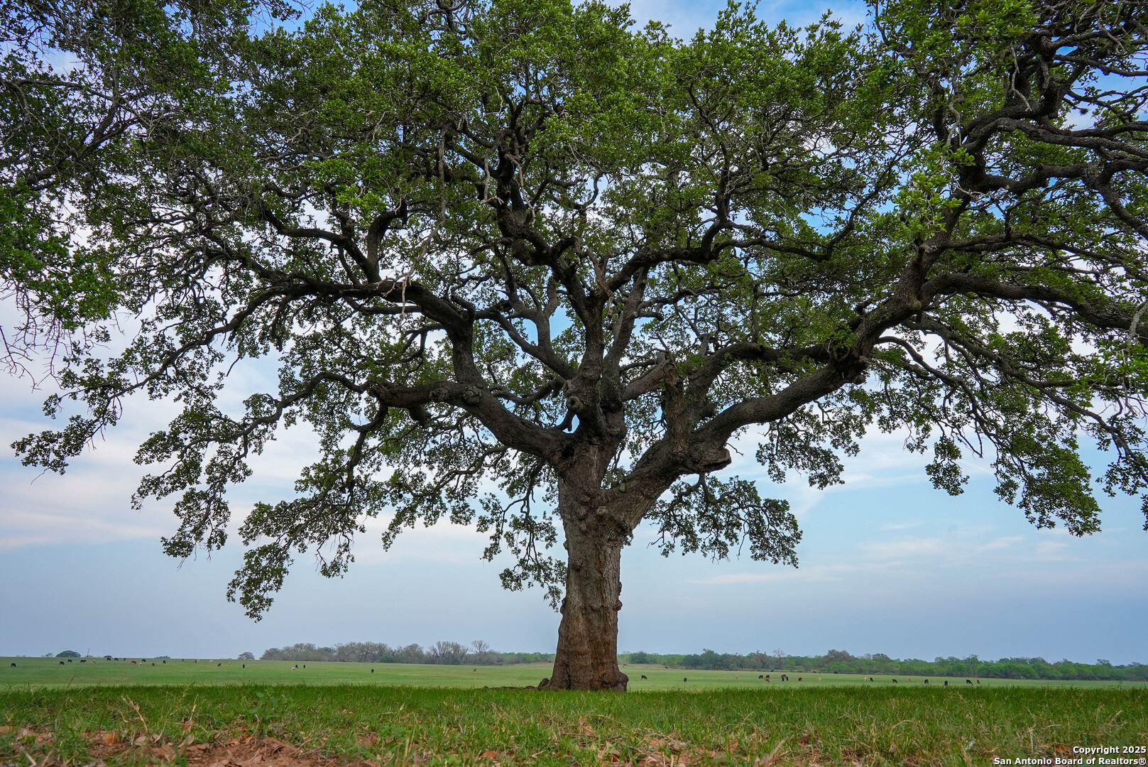 Tbd County Road 404 Floresville TX 78114