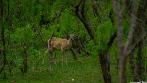 Tbd County Road 404 Floresville TX 78114