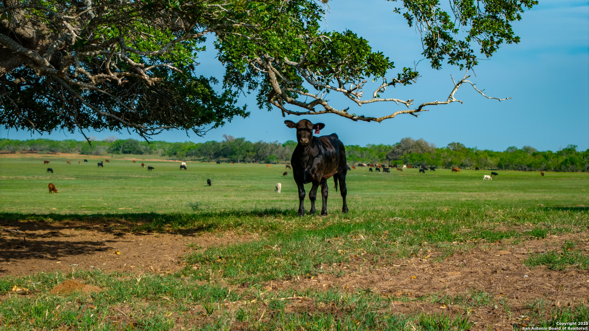 Tbd County Road 404 Floresville TX 78114