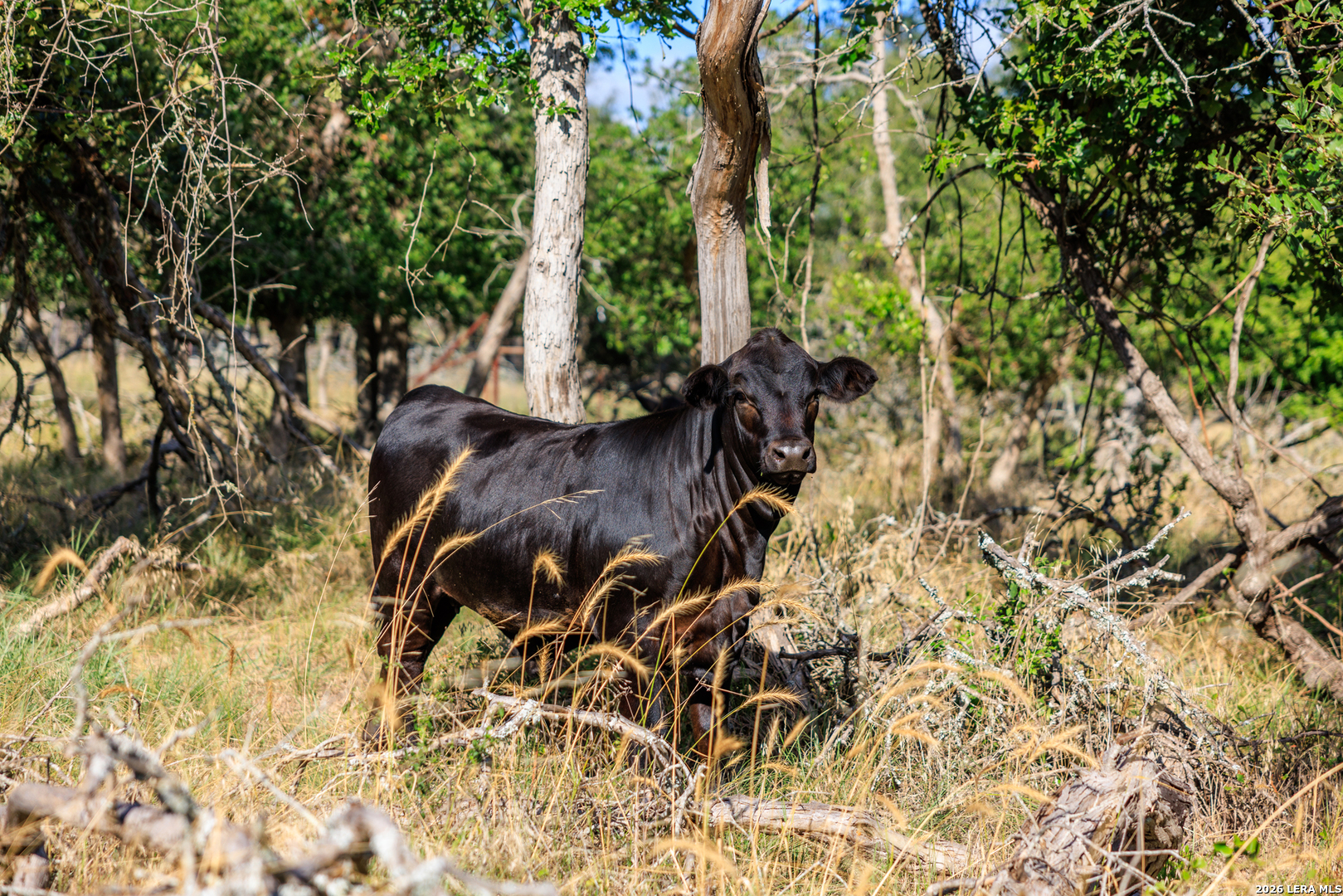 875 Gypsum Mine Road Fredericksburg TX 78624