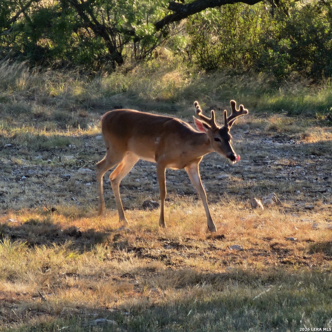 1972 Clover Lane Menard TX 76859