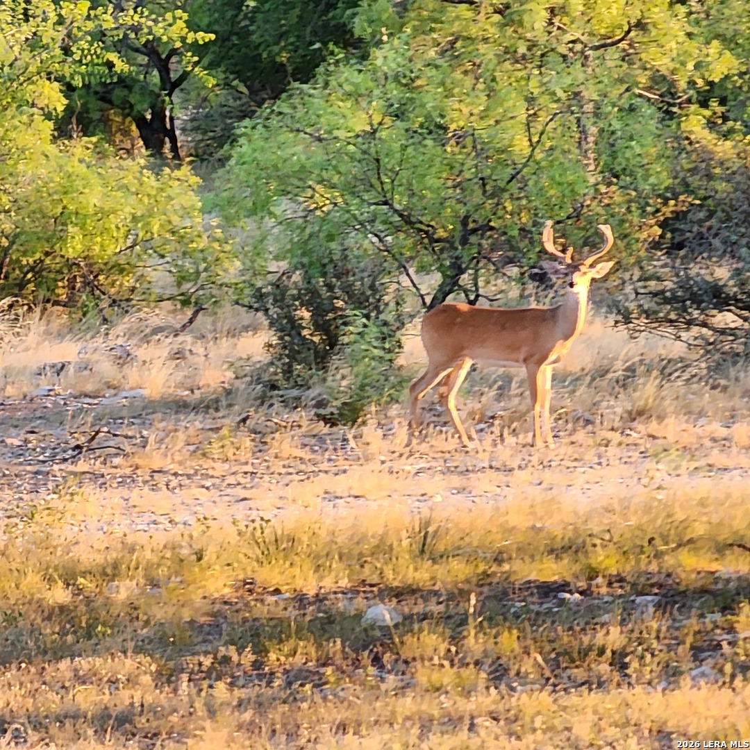 1972 Clover Lane Menard TX 76859
