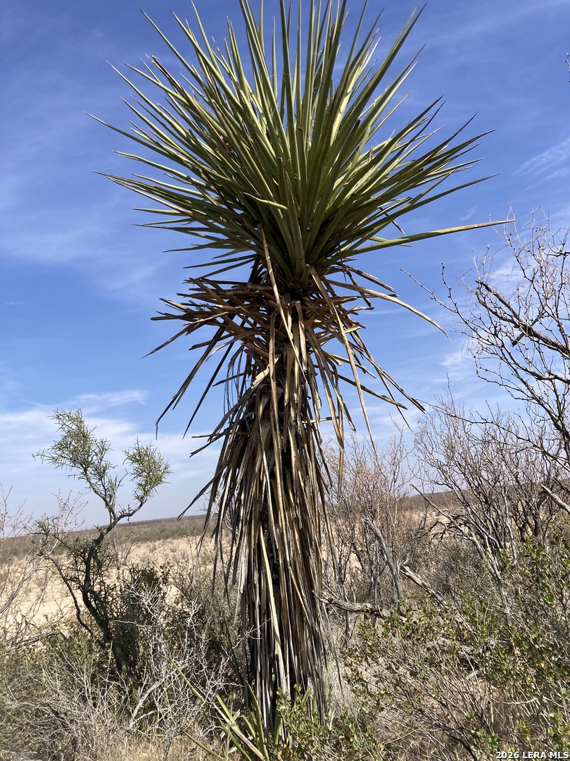 640 Acres +/- Owego Road Girvin TX 79740