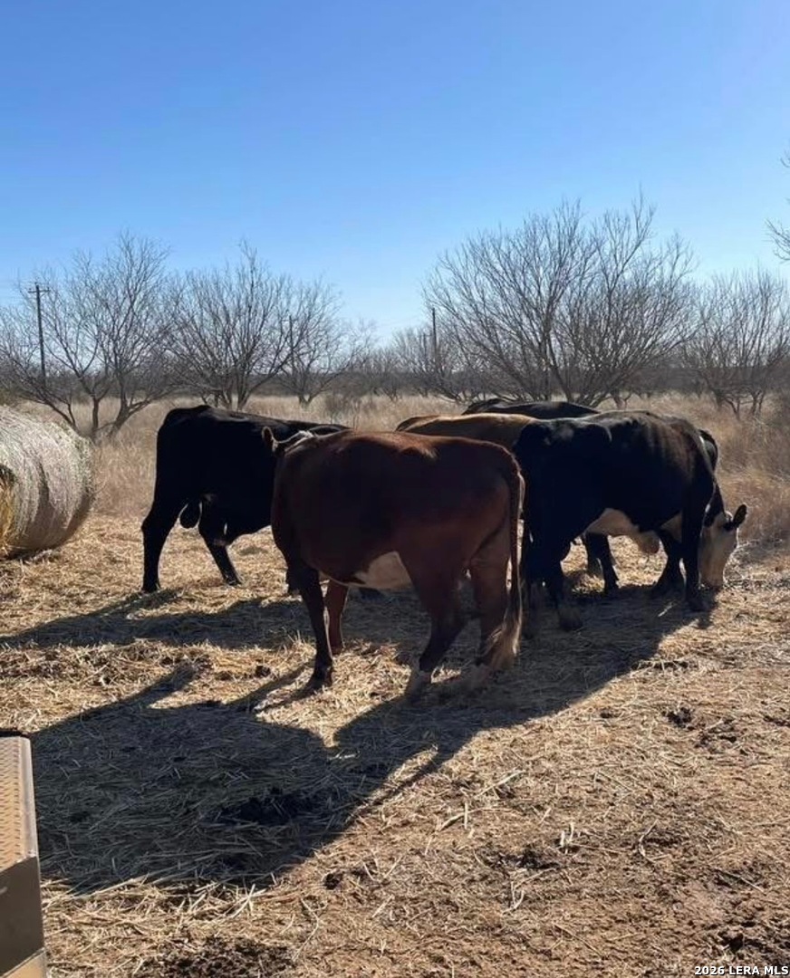 3968 Bluntzer Road Jourdanton TX 78026