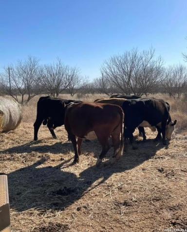 3968 Bluntzer Road Jourdanton TX 78026