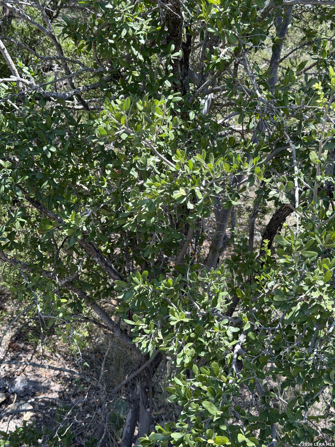 Tbd Sd 45425 Rocksprings TX 78880