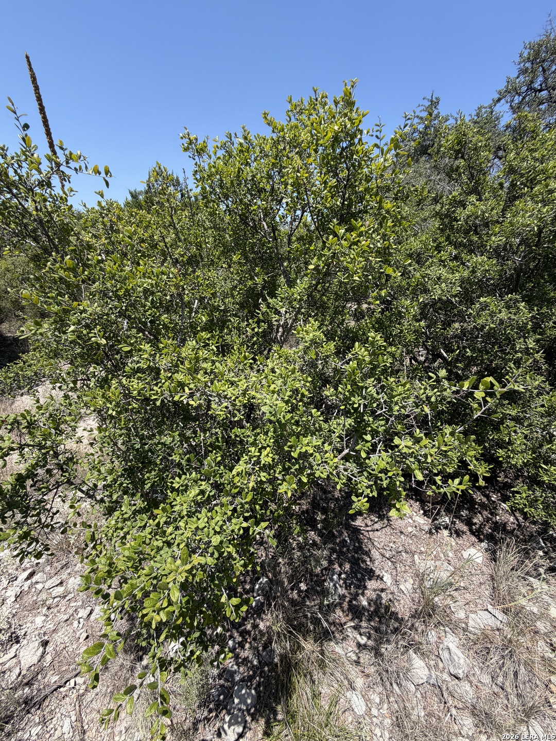 Tbd Sd 45425 Rocksprings TX 78880