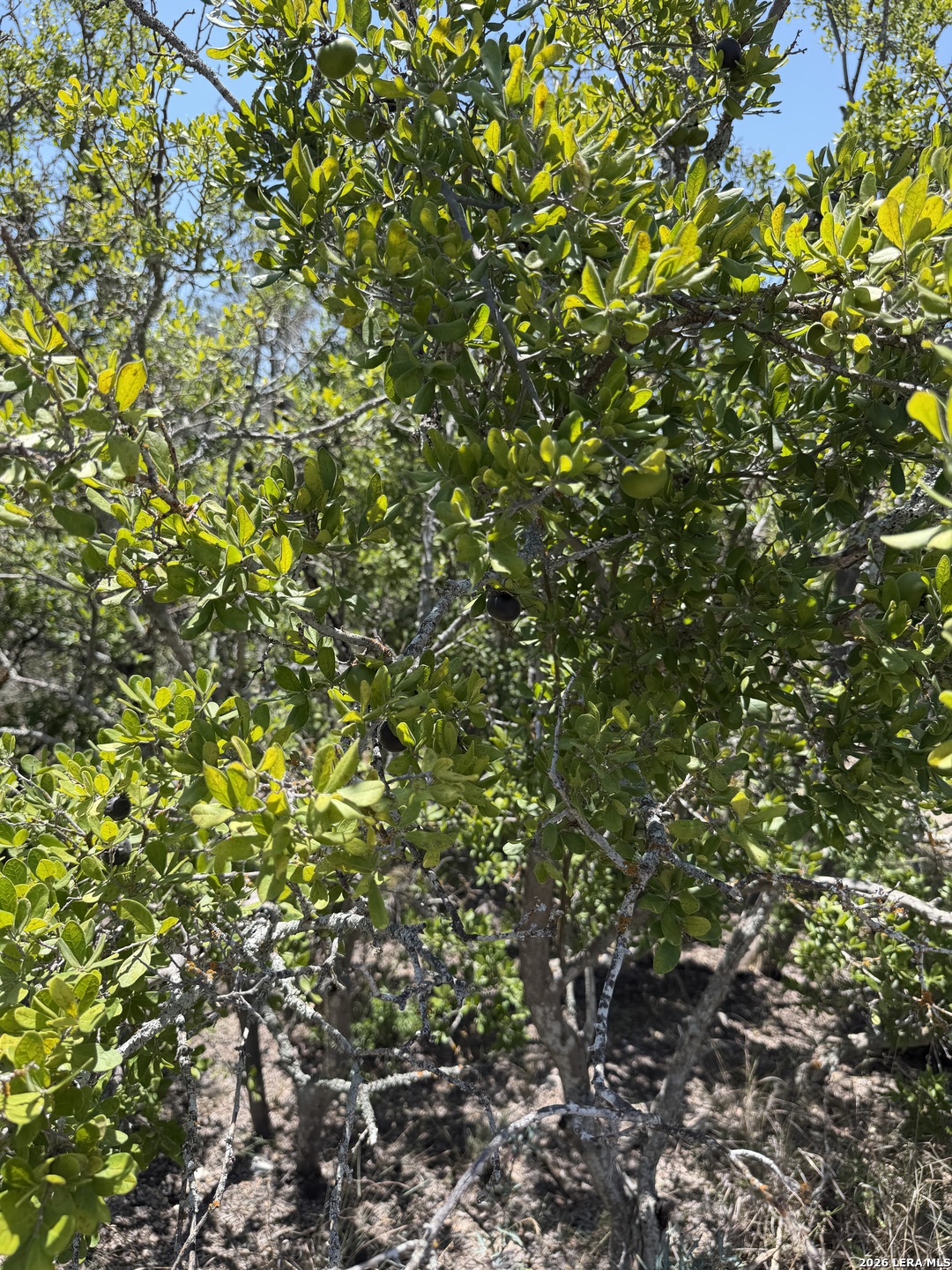 Tbd Sd 45425 Rocksprings TX 78880