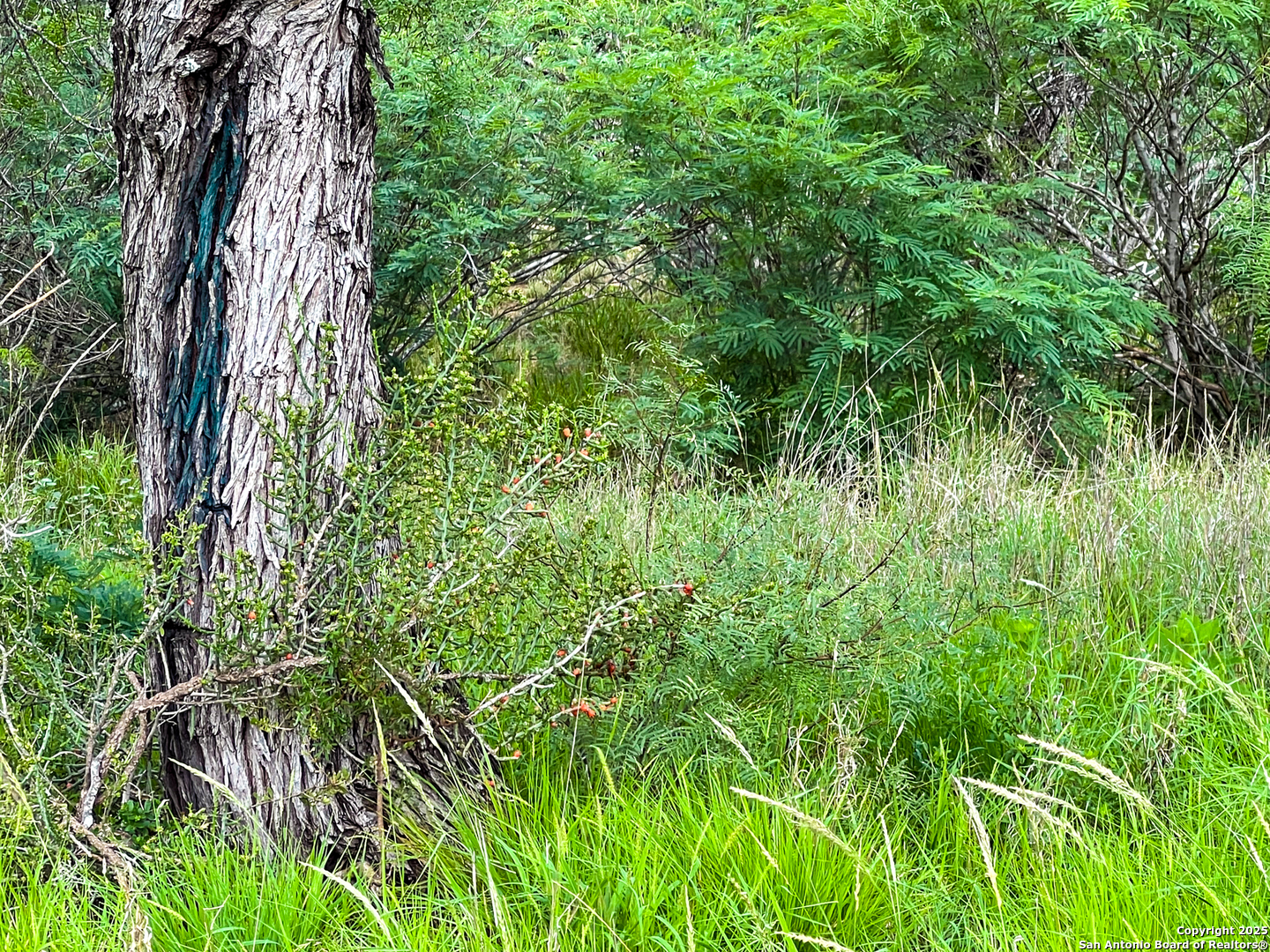 0000 Count Road 5232 Dhanis TX 78850