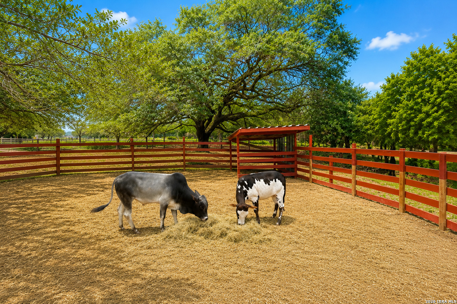 1169 Old Adams Lane Pleasanton TX 78064