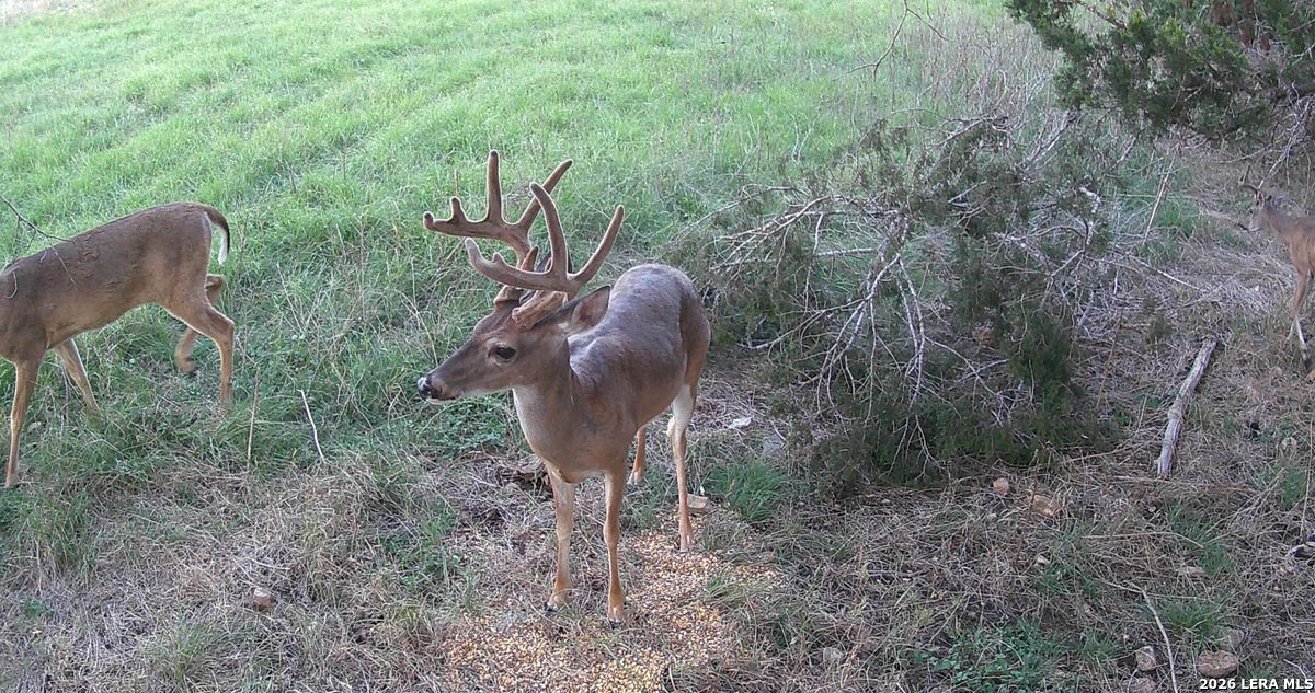 3584 Privilege Creek Road Bandera TX 78063