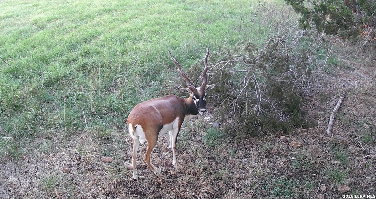3584 Privilege Creek Road Bandera TX 78063
