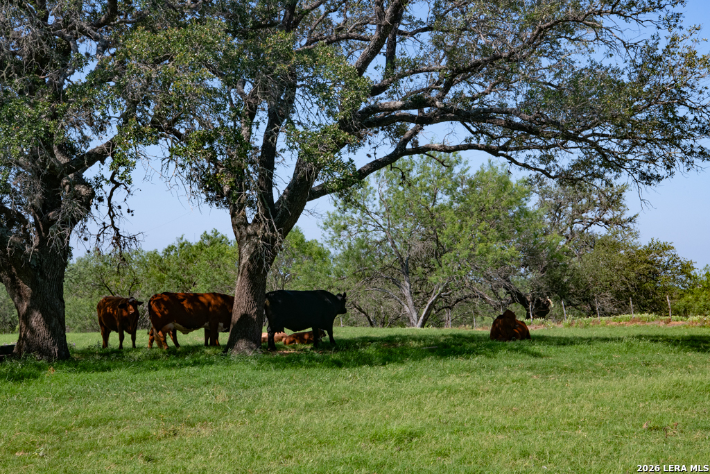 13587 Us Highway 87 S Adkins TX 78101