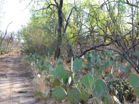 Tbd Fm 186 Carrizo Springs TX 78834