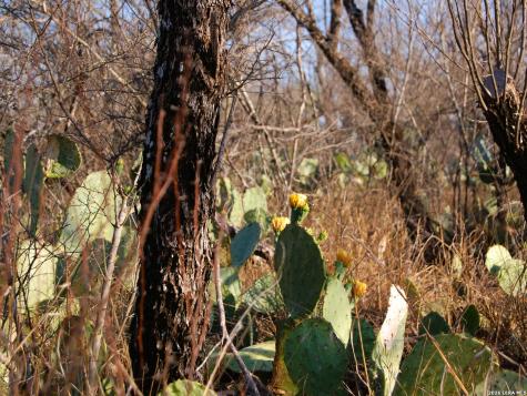 Tbd Fm 186 Carrizo Springs TX 78834