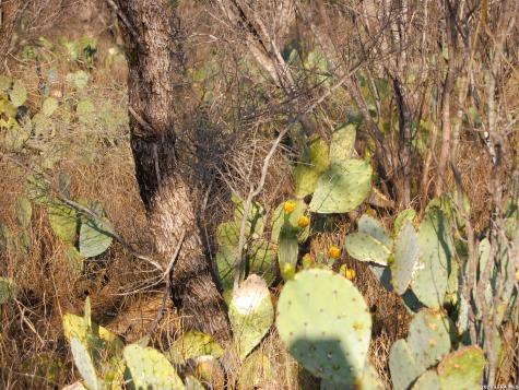 Tbd Fm 186 Carrizo Springs TX 78834