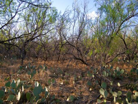Tbd Fm 186 Carrizo Springs TX 78834