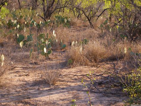 Tbd Fm 186 Carrizo Springs TX 78834