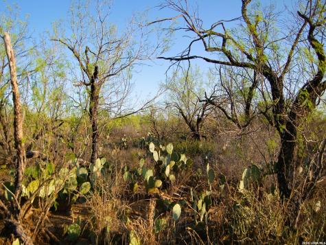 Tbd Fm 186 Carrizo Springs TX 78834