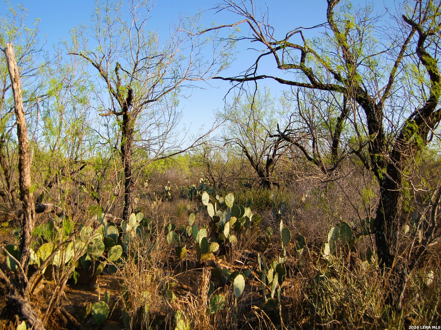 Tbd Fm 186 Carrizo Springs TX 78834