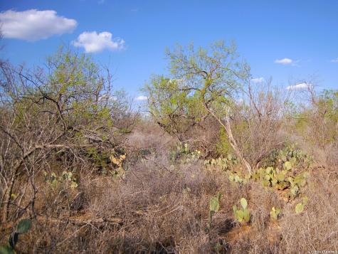 Tbd Fm 186 Carrizo Springs TX 78834