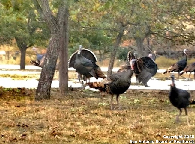 2581 Patterson Creek Road Leakey TX 78873