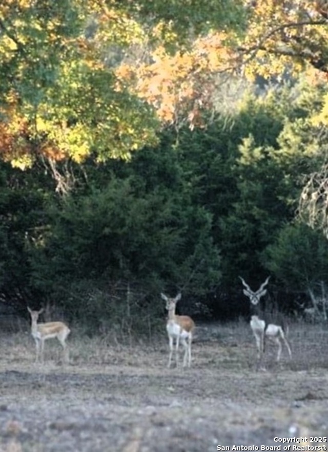 2581 Patterson Creek Road Leakey TX 78873