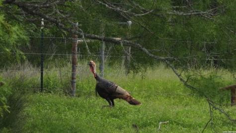 3833 County Road 2880 Bigfoot TX 78005