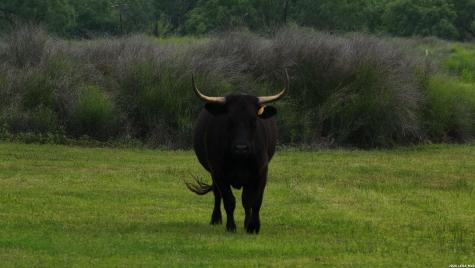 3833 County Road 2880 Bigfoot TX 78005