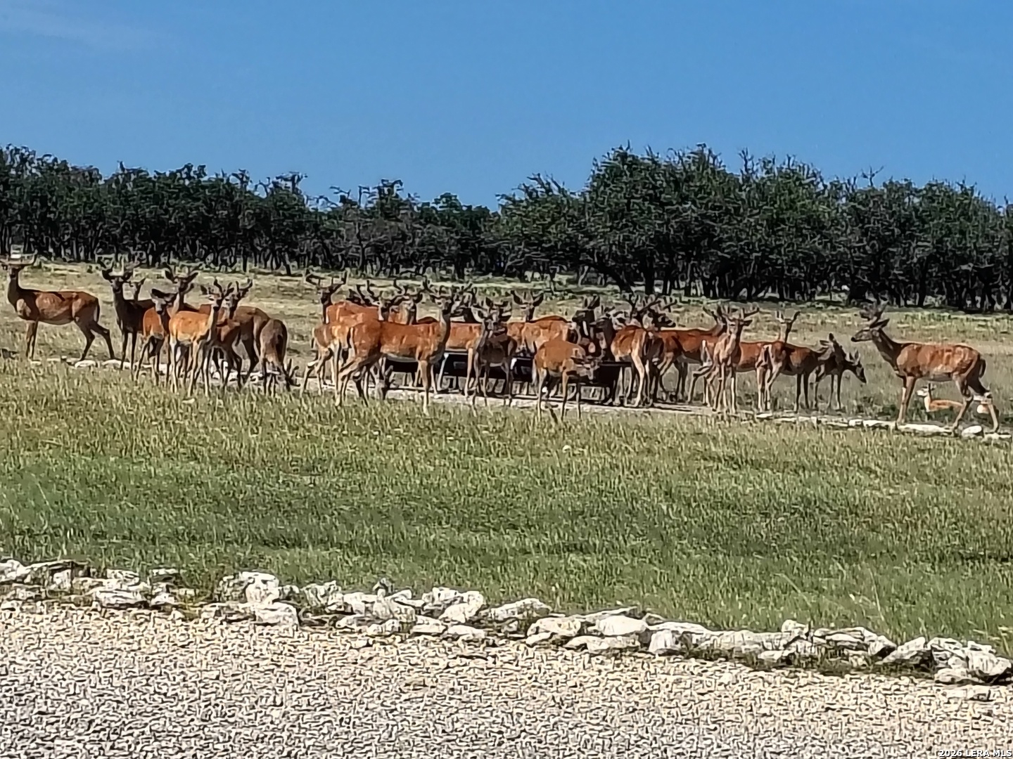 988 S D 71600 Rocksprings TX 78880