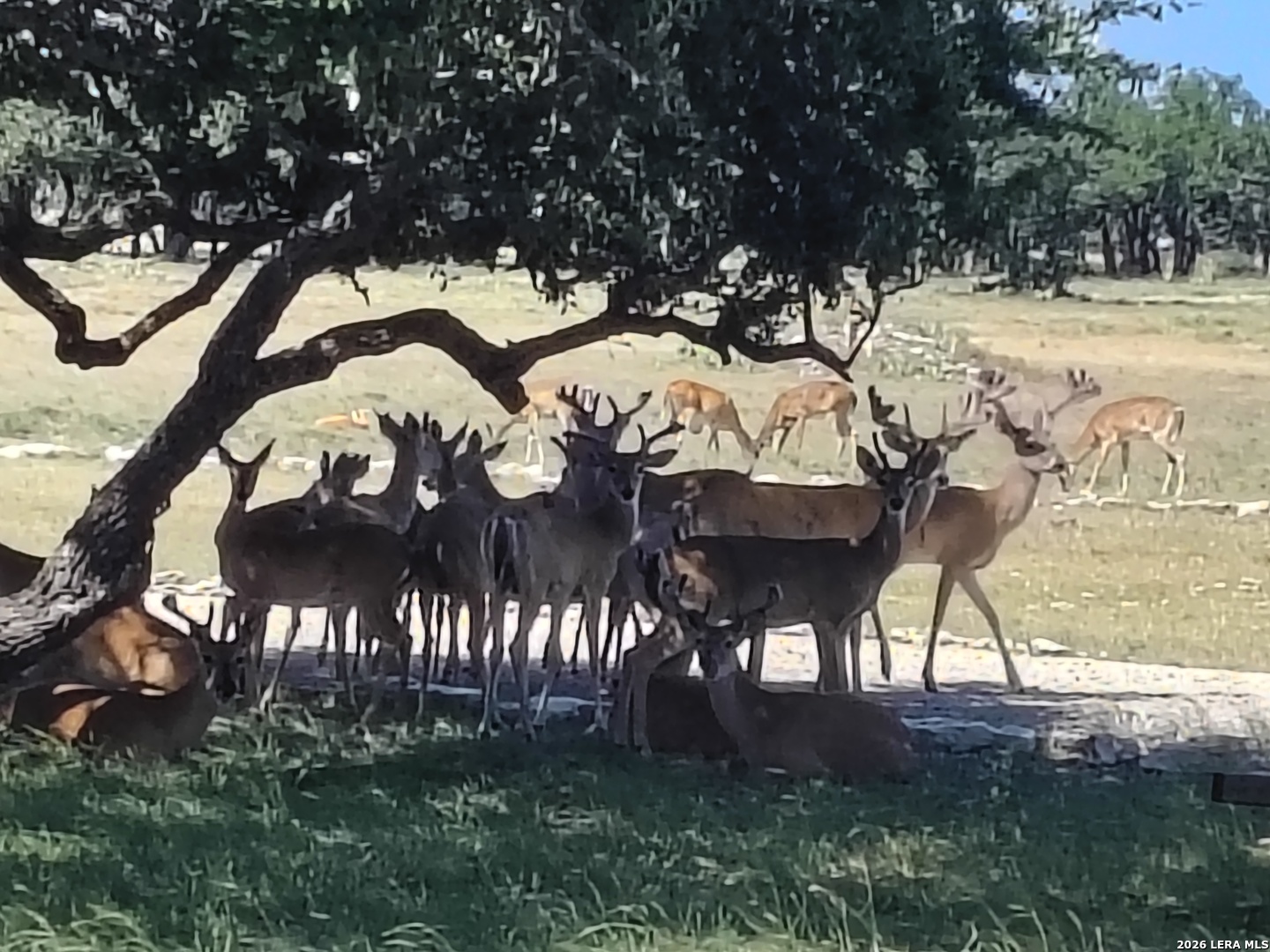988 S D 71600 Rocksprings TX 78880