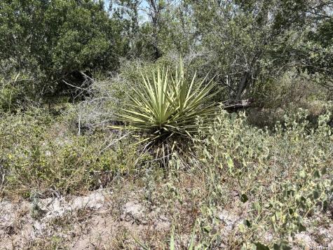 0 Highway 359 Benavides TX 78341