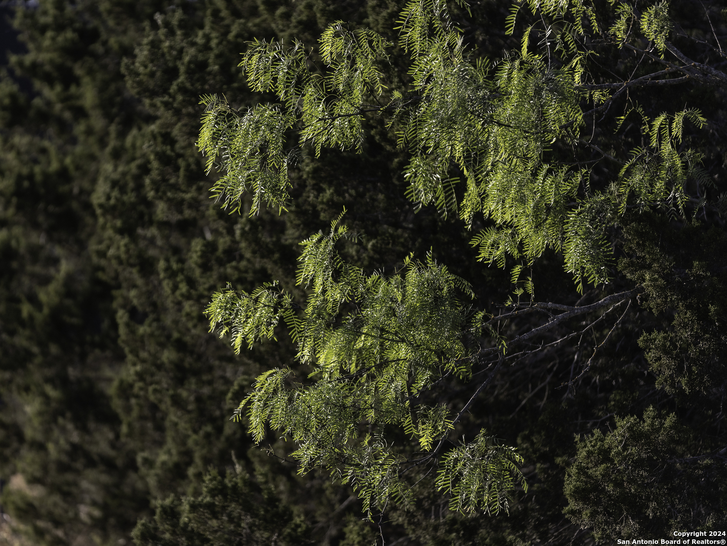 Tbd Herbert-schaefer Fredericksburg TX 78624