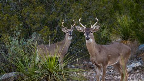 Tbd Us Highway 377 Del Rio TX 78840