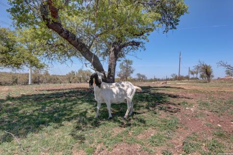 1443 Gina Harper TX 78631