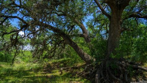 1231 B & R Road Vanderpool TX 78885